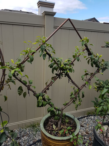 Red Clapps Favorite Pear in 2D Diamond Design: Trellis and Training by Richard Hallman