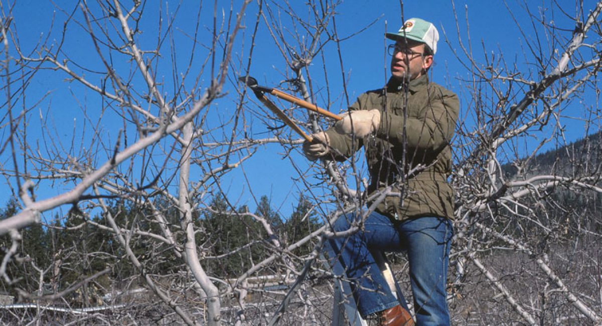 Richard pruning apples in Similkameen Valley 1977